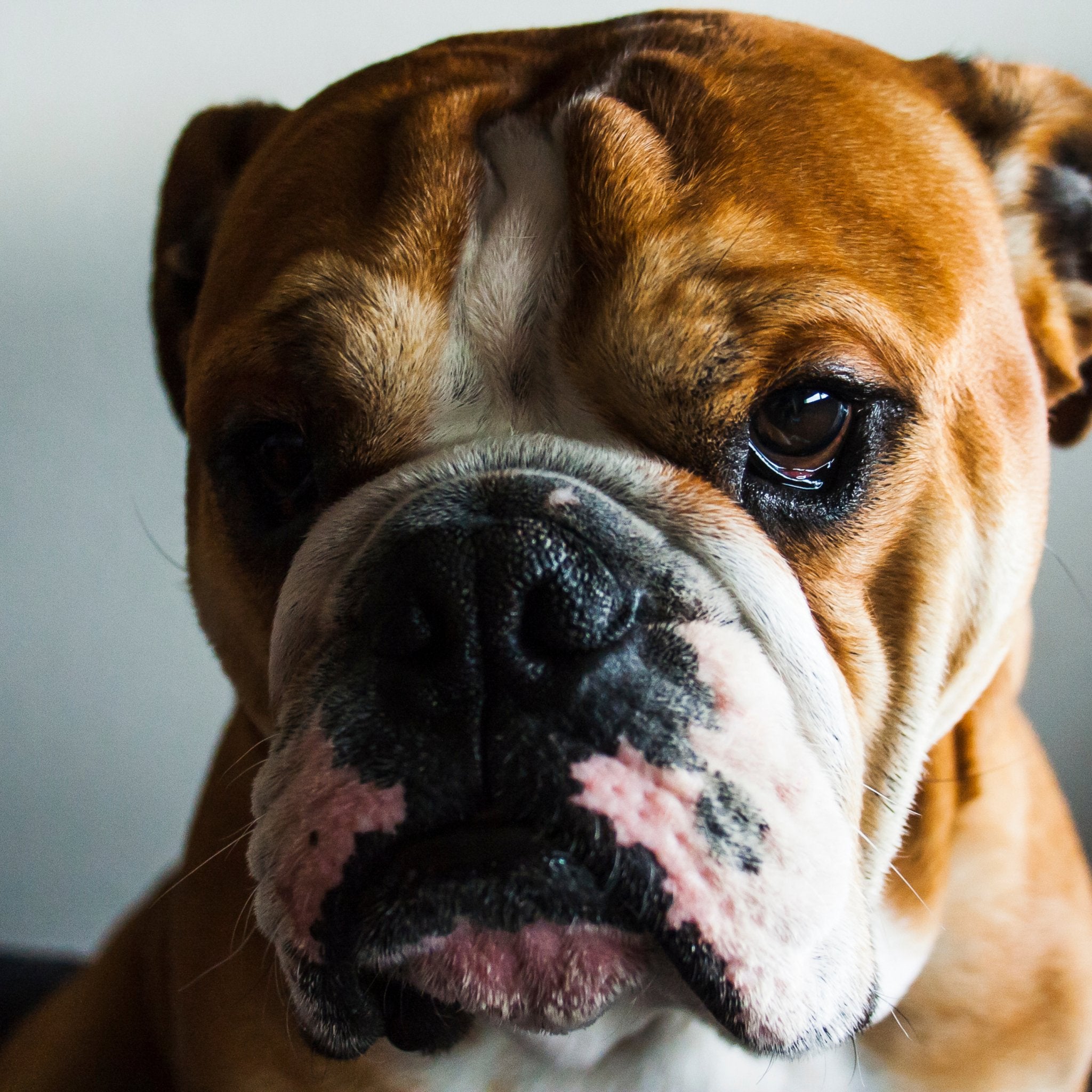 Aches & Pains Rub for Dogs & Cats - FurBabies™ Botanicals