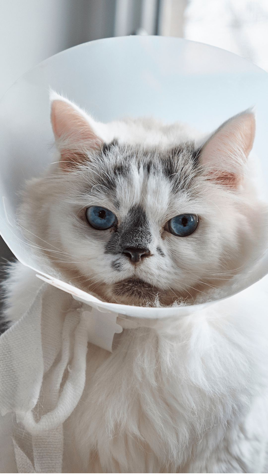 Cat Chin Acne Treatment: Natural Solutions for Early-Stage Blackheads - FurBabies™ Botanicals