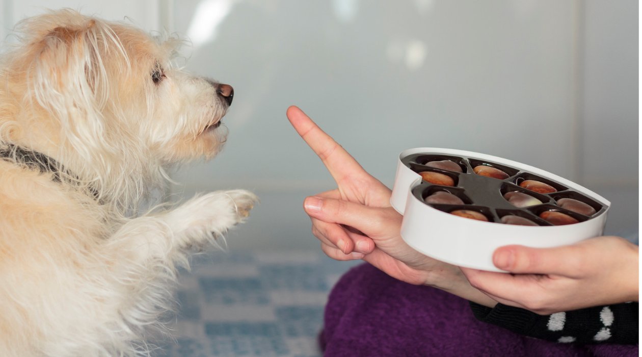 Chocolate toxicity calculator - FurBabies™ Botanicals