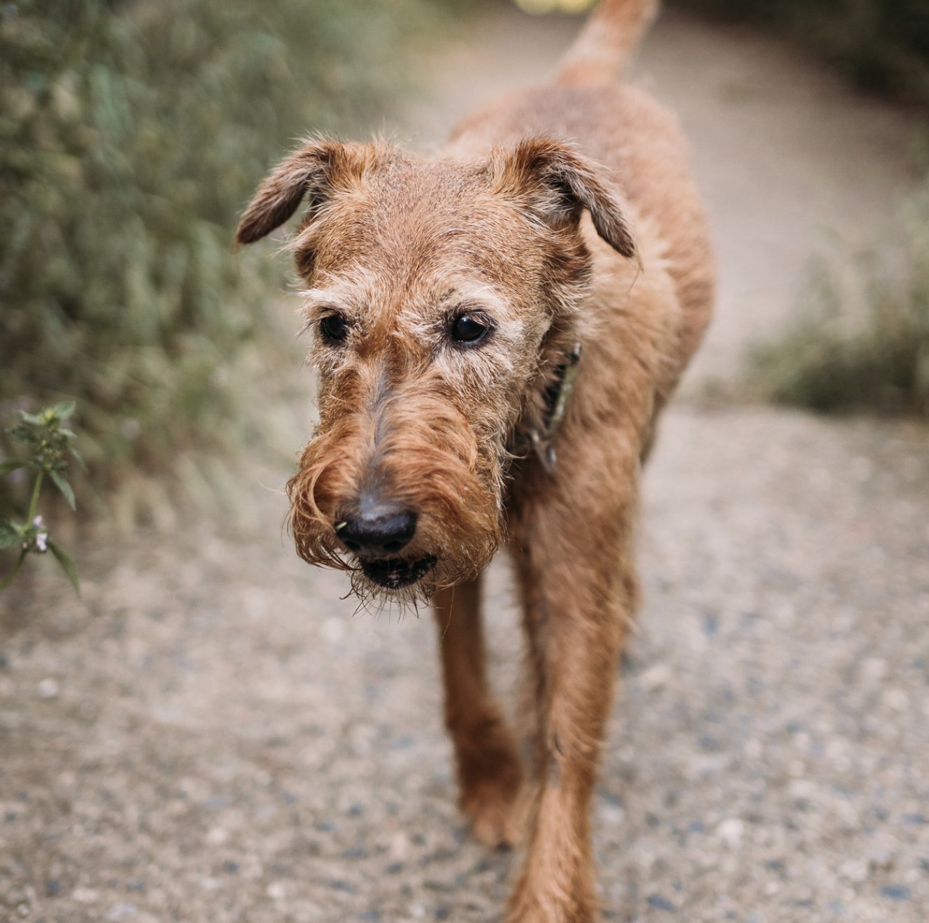 Does My Dog Have A Good Quality of Life (QoL) - FurBabies™ Botanicals