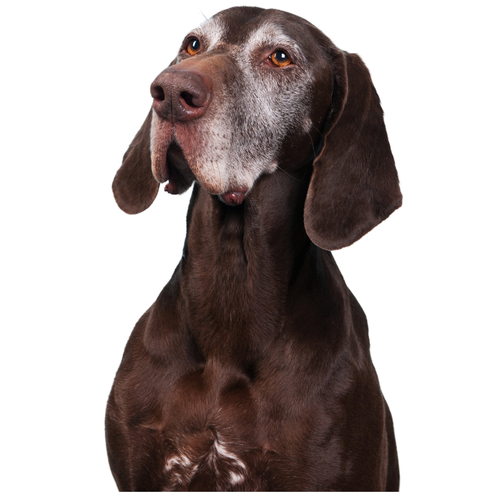 Dog Ear Gunk - FurBabies™ Botanicals