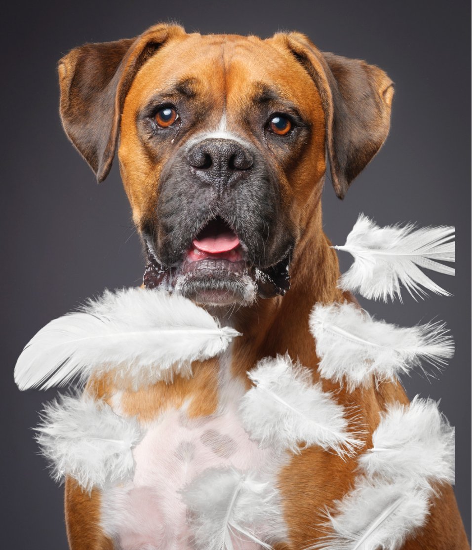 Dog Food Allergies - All About Feathers. - FurBabies™ Botanicals