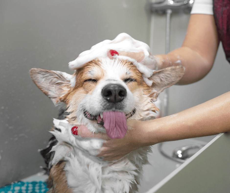 Dog Grooming For Pet Parents- Getting The Basics Right - FurBabies™ Botanicals