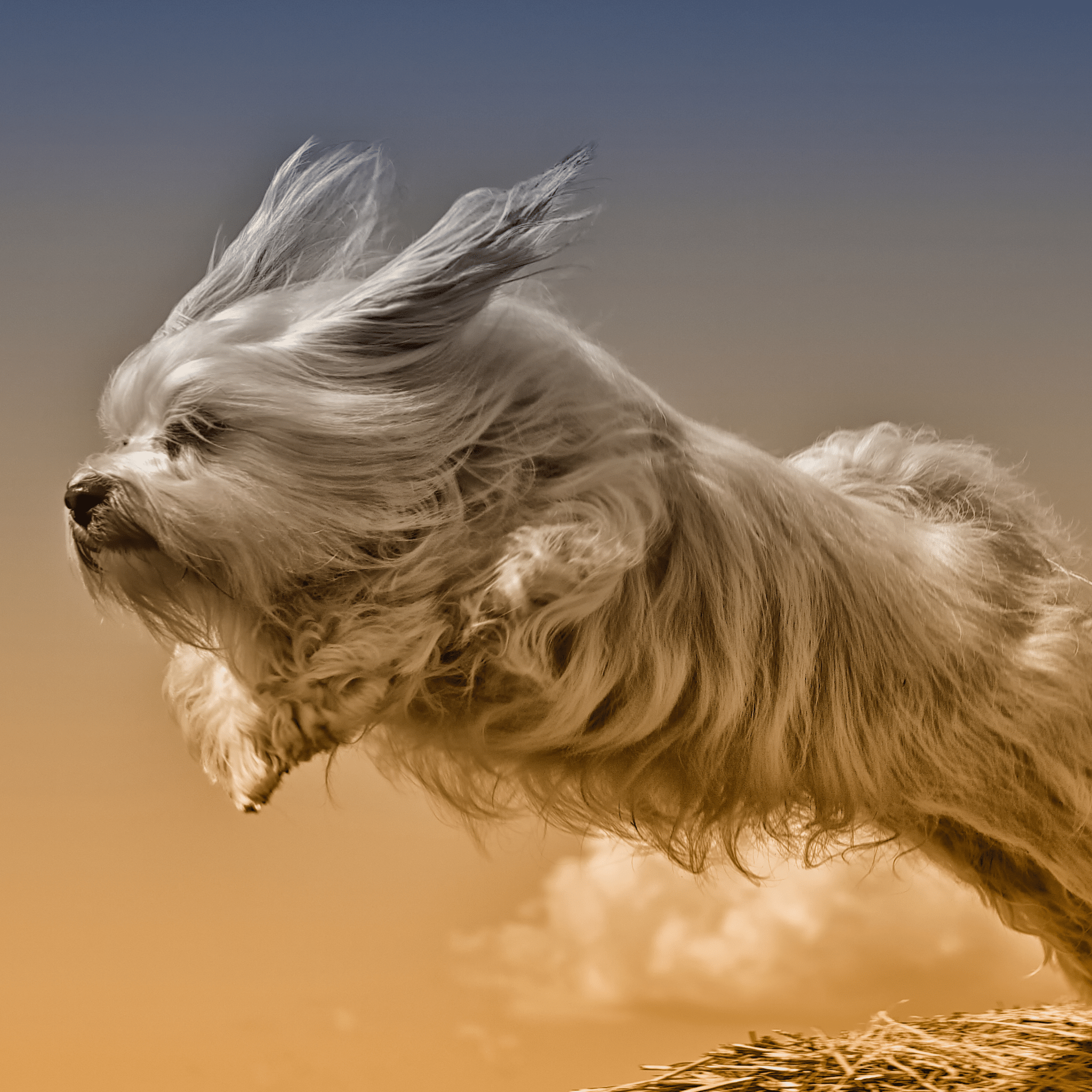 Is Dog Jumping On and Off the Bed Bad for Their Joints? The Risks, Evidence, and Alternatives - FurBabies™ Botanicals