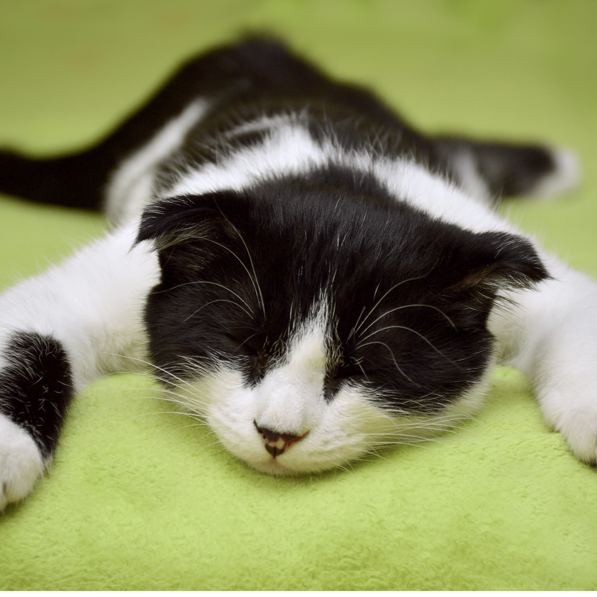 Why Do Cats Turn Before Lying Down? | Understanding This Fascinating Behaviour - FurBabies™ Botanicals
