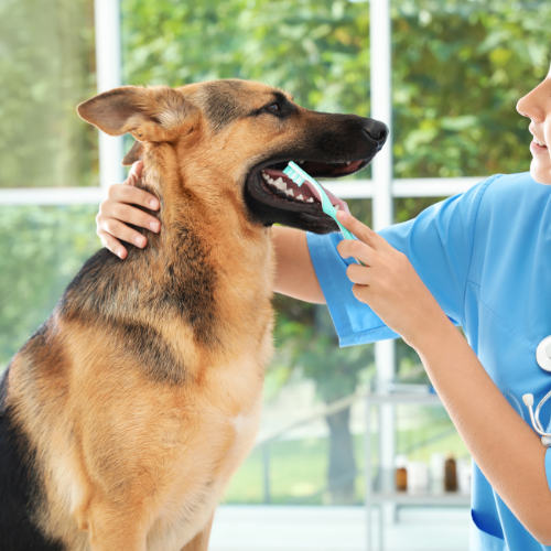 Piriton vs Apoquel vs Cytopoint for Dogs: Which Is Right for Yours? UK Guide