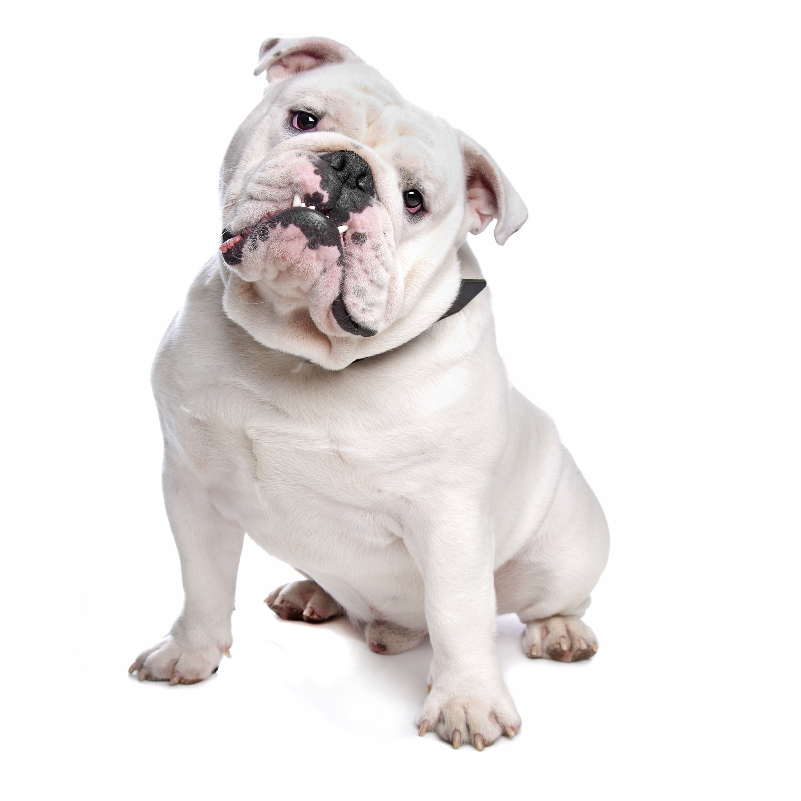 Bulldog grooming