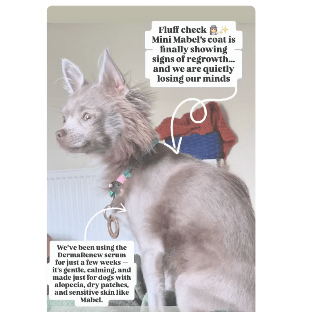 DERMARENEW PATCHY COAT DOG REPAIR SERUM (50ml) - FurBabies™ Botanicals