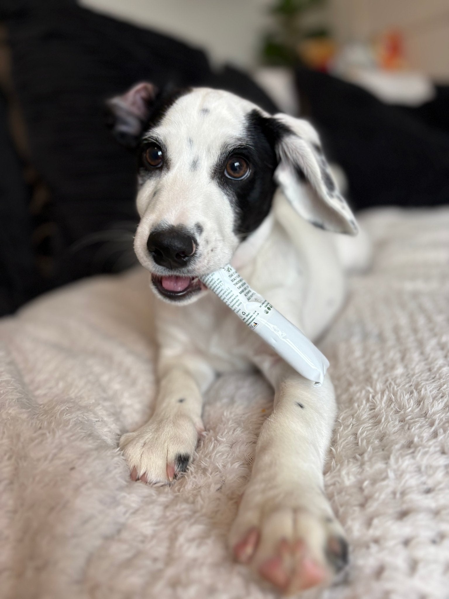 MULTIPURPOSE ITCH, HOTSPOT, EAR CLEANER, TEARSTAIN BALM FOR YEASTY DOGS (30ml) - FurBabies™ Botanicals