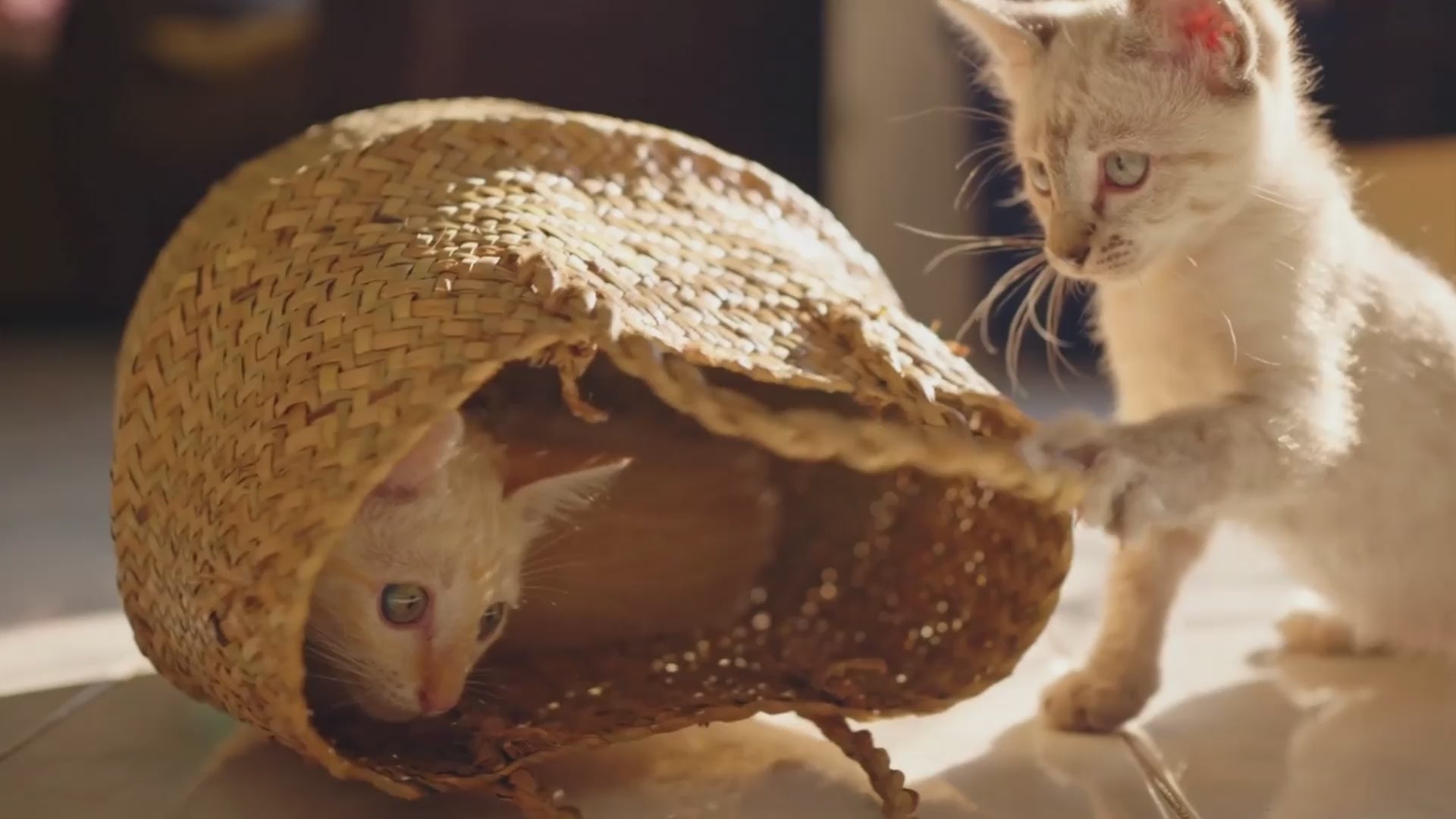 Load video: Cat Shampoo Rabbit Shampoo Guinea Pig Shampoo Hamster Shampoo Sensitive & Itchy Skin