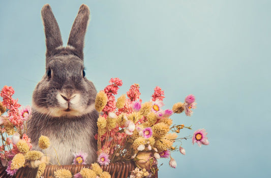 All about Rabbit Shampoo or Bunny Shampoo - VETERINARY RESEARCH INFORMED PET SKIN & ORAL CARE