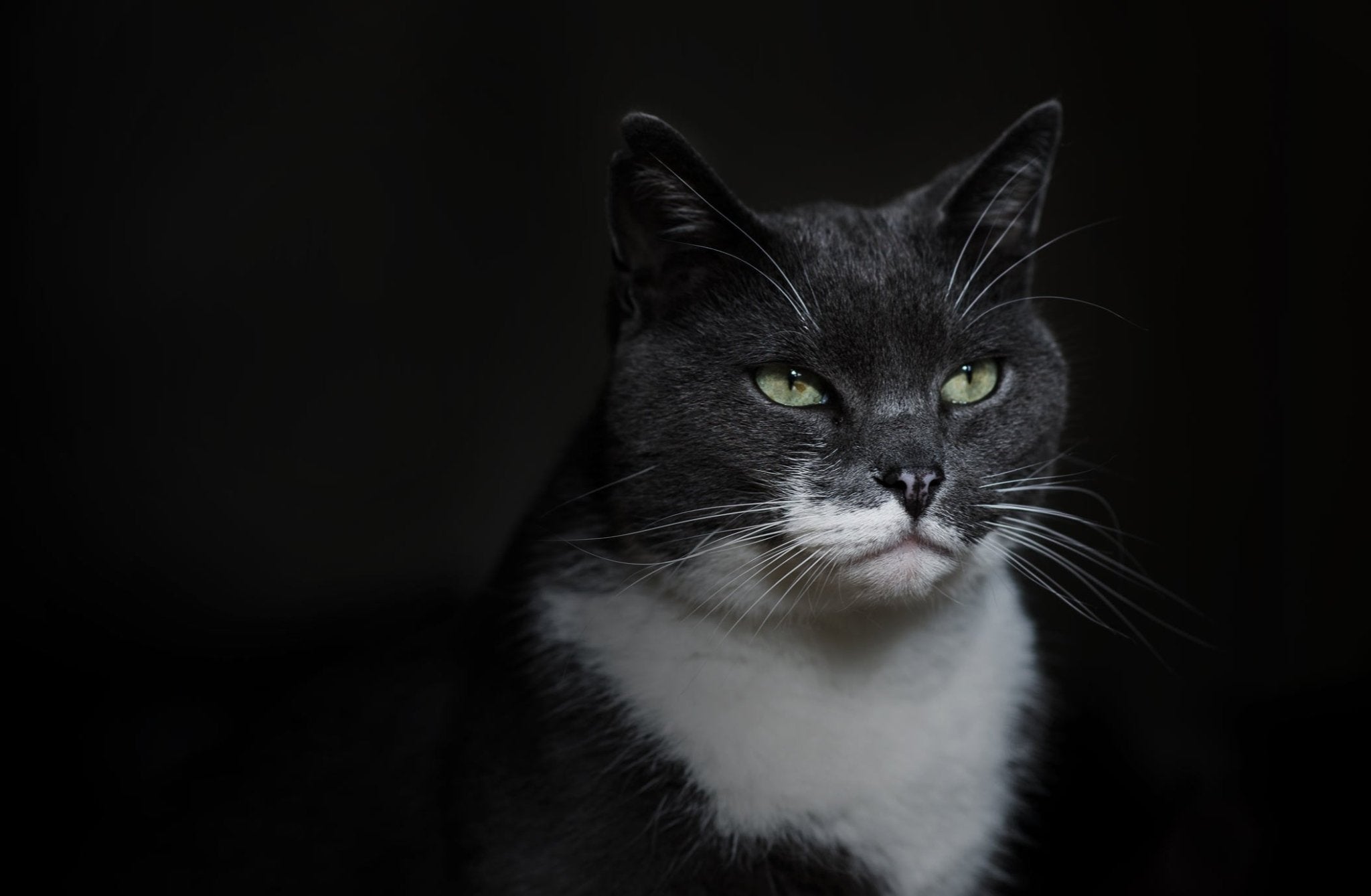 Cat Overgrooming: Complete Guide to Excessive Licking in Cats - FurBabies™ Botanicals