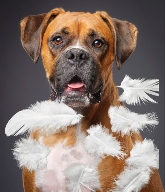 Dog Food Allergies - All About Feathers. - VETERINARY RESEARCH INFORMED PET SKIN & ORAL CARE