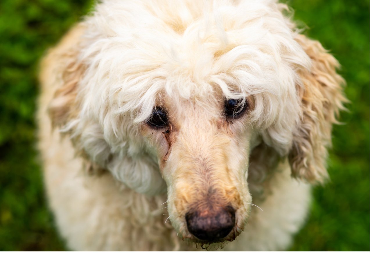 Tear stains in dogs all you need to know - FurBabies™ Botanicals | Pet Skin Barrier Repair