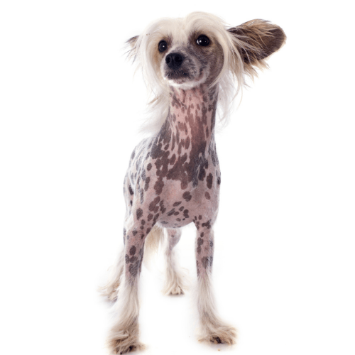 What Human Shampoo Can I Use on My Dog? Clinical Pharmacist's Complete Safety Guide - FurBabies™ Botanicals