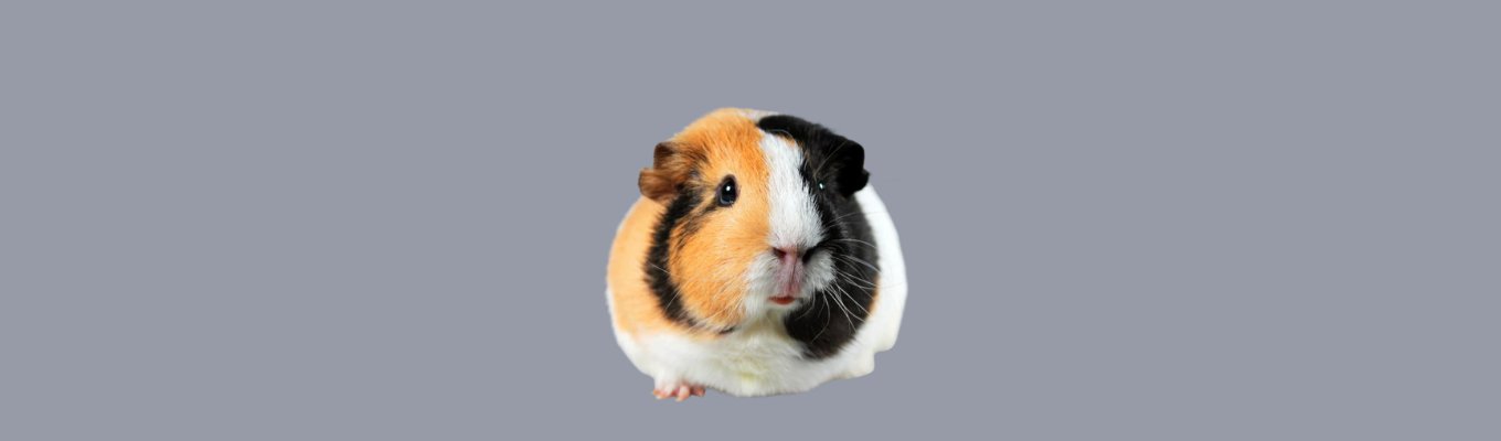 Guinea Pig Grooming - VETERINARY RESEARCH INFORMED PET SKIN & ORAL CARE