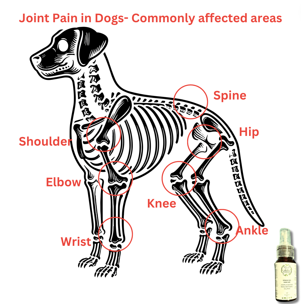 Aching Stiff Joints & Digestive Issues Dog Massage Oil - FURBABIES™ BOTANICALS