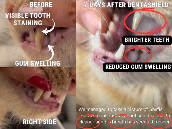 DENTASHIELD TEETH & GUMS ORAL SPRAY FOR CATS & DOGS - VETERINARY RESEARCH INFORMED PET SKIN & ORAL CARE