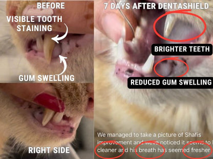 DENTASHIELD TEETH & GUMS ORAL SPRAY FOR CATS & DOGS - VETERINARY RESEARCH INFORMED PET SKIN & ORAL CARE