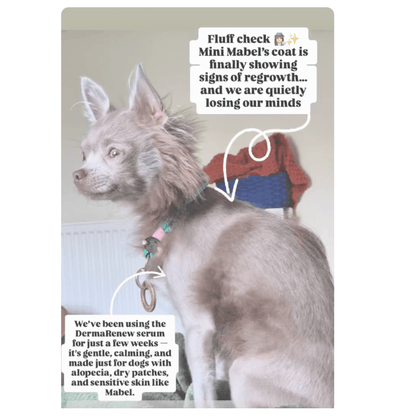 DERMARENEW PATCHY COAT DOG REPAIR SERUM (50ml) - FurBabies™ Botanicals