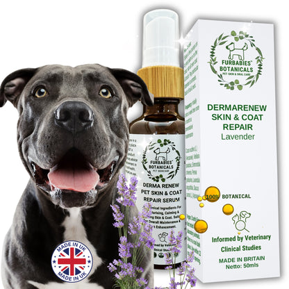 LAVENDER DERMA RENEW SERUM FOR ITCHY & SMELLY DOGS (50ml) - VETERINARY RESEARCH INFORMED PET SKIN & ORAL CARE