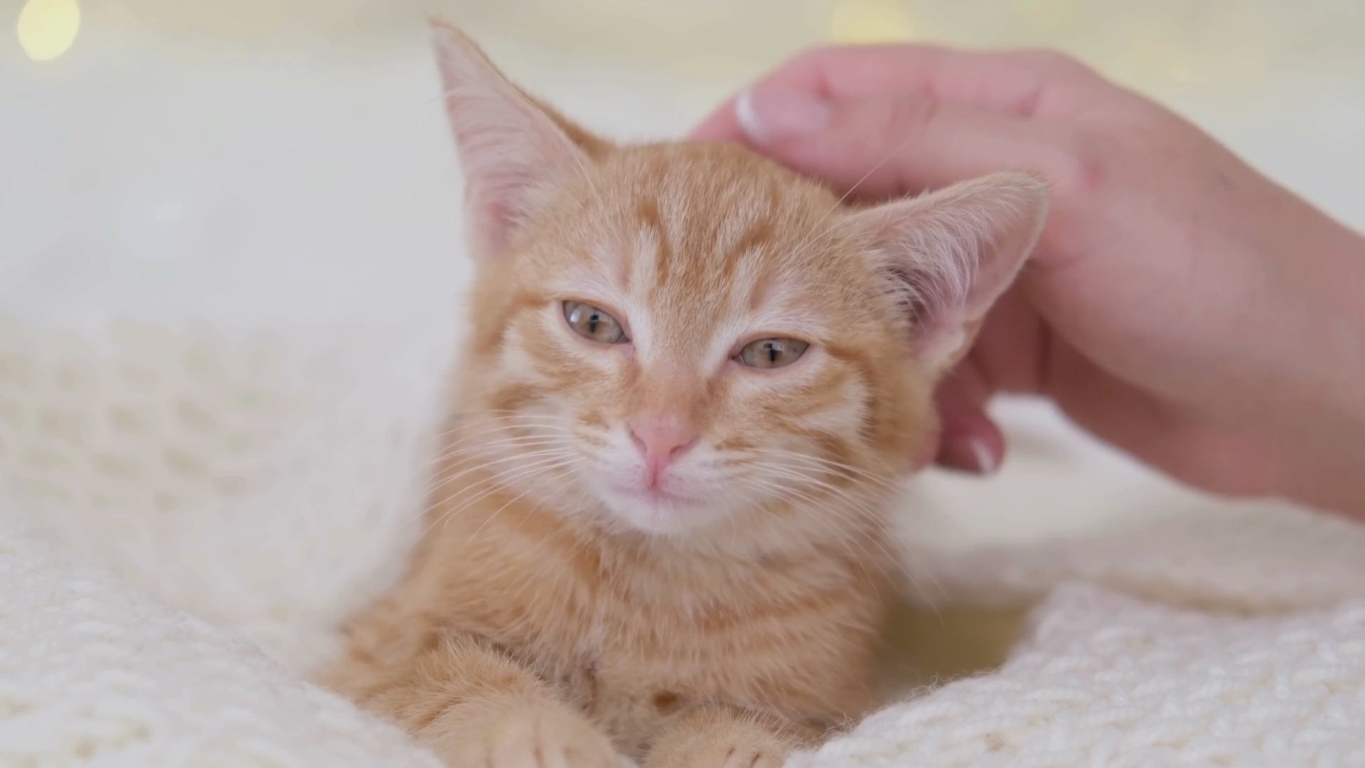 Load video: cat itch relief cat dry skin